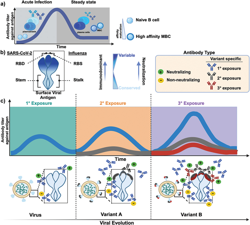 Immune imprinting: The persisting influence of the first antigenic encounter with rapidly evolving viruses.