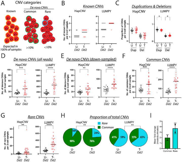Replication stress increases de novo CNVs across the malaria parasite genome.