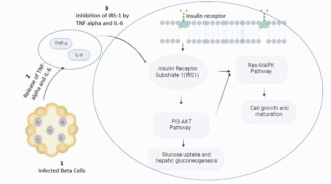 Pathological Sequelae of SARS-CoV-2: A Review for Clinicians.