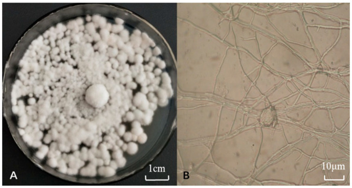 Isolating and Identifying One Strain with Lead-Tolerant Fungus and Preliminary Study on Its Capability of Biosorption to Pb<sup>2</sup>.