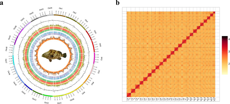 Chromosome-level genome assembly and annotation of the camouflage grouper (Epinephelus polyphekadion).