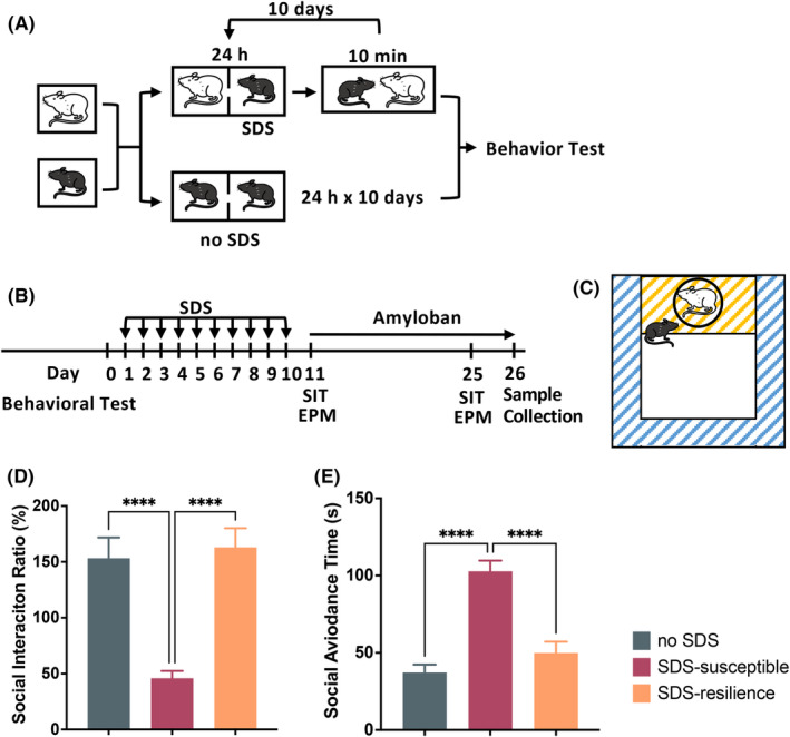 Amyloban, extracted from Hericium erinaceus, ameliorates social deficits and suppresses the enhanced dopaminergic system in social defeat stress mice.