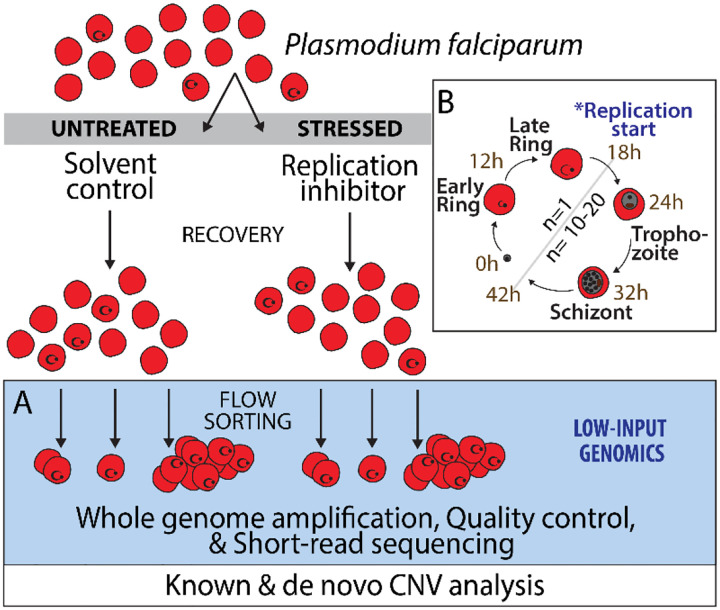 Replication stress increases de novo CNVs across the malaria parasite genome.