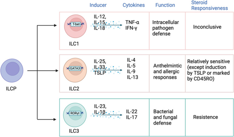 Group 3 Innate Lymphoid Cells: A Potential Therapeutic Target for Steroid Resistant Asthma.