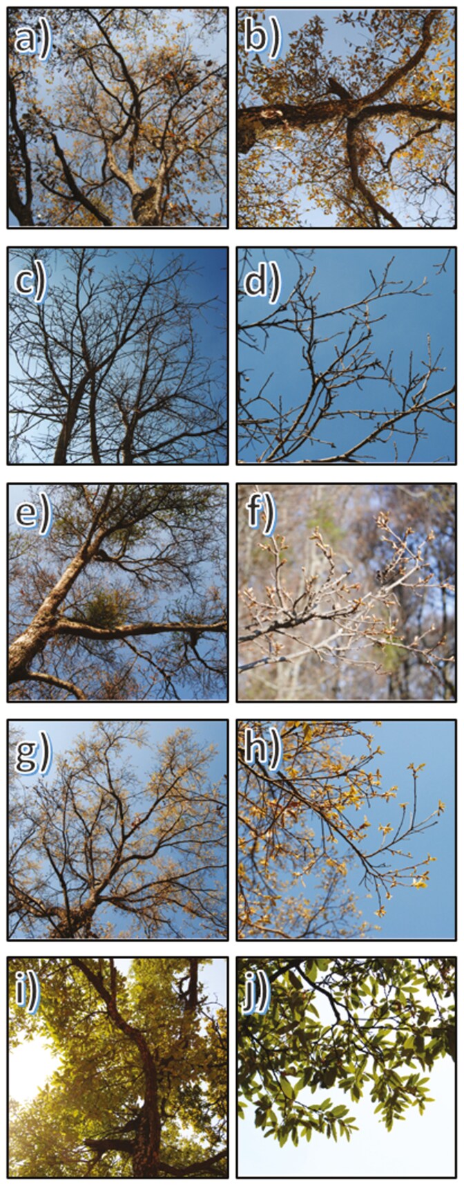 Landscape-level variation in spring leaf phenology is driven by precipitation seasonality in the Mexican red oak <i>Quercus castanea</i>.