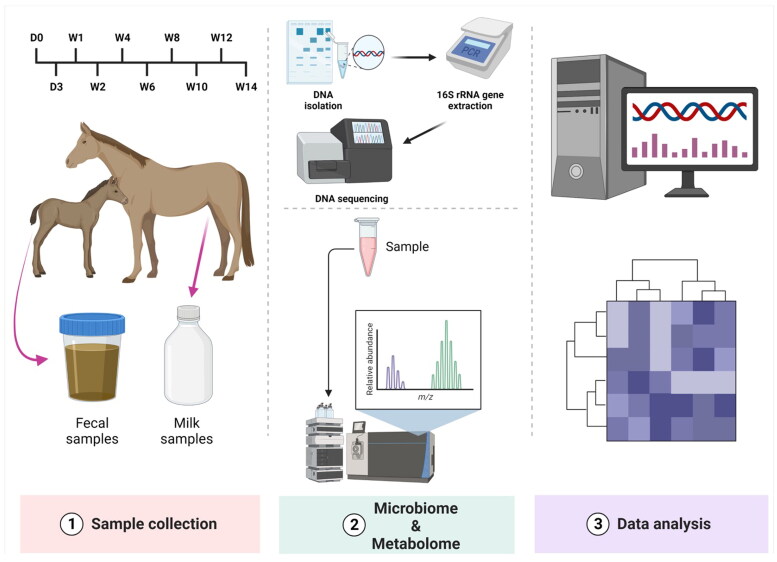 Relationship between the components of mare breast milk and foal gut microbiome: shaping gut microbiome development after birth.