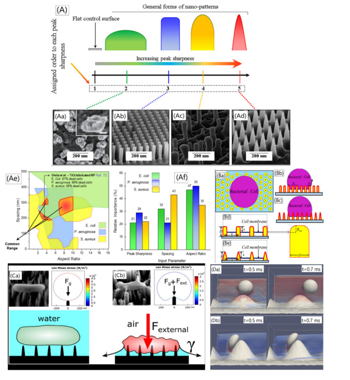 Mechanobactericidal nanotopographies for food industry: A promising strategy for eradicating foodborne pathogens - progress and challenges.