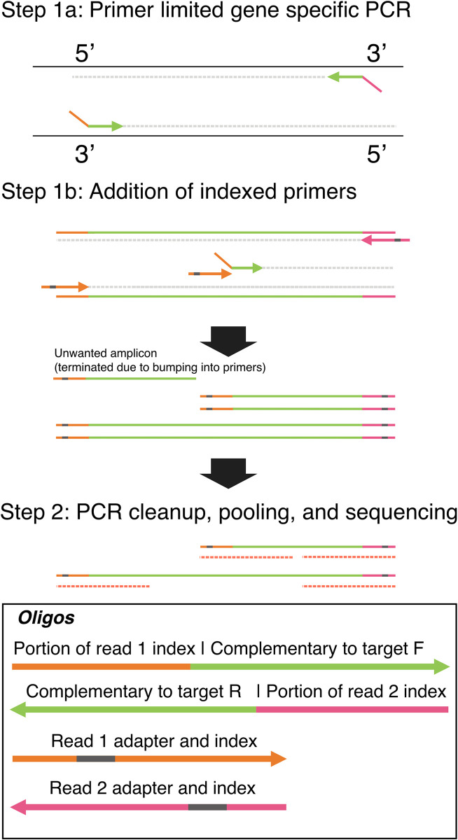 stilPCR increases the effective sequencing length of Illumina targeted next-generation sequencing.