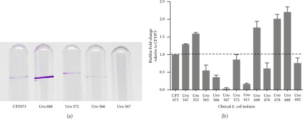 Differential Expression of <i>fimH</i>, <i>ihf</i>, <i>upaB</i>, and <i>upaH</i> Genes in Biofilms- and Suspension-Grown Bacteria From Samples of Different Uropathogenic Strains of <i>Escherichia coli</i>.