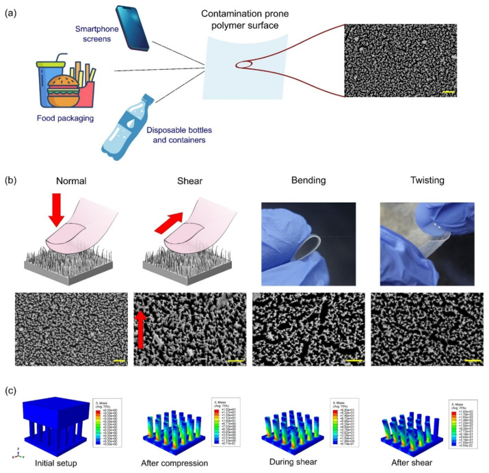 Mechanobactericidal nanotopographies for food industry: A promising strategy for eradicating foodborne pathogens - progress and challenges.