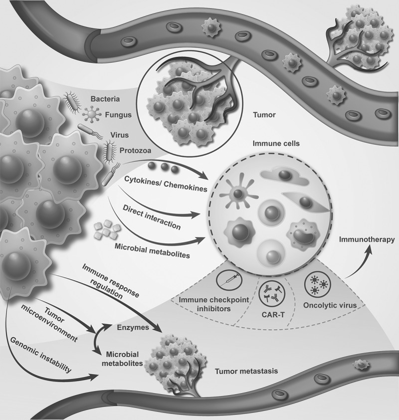 The critical role of tumor microbiome in cancer immunotherapy.