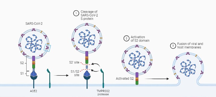 Pathological Sequelae of SARS-CoV-2: A Review for Clinicians.