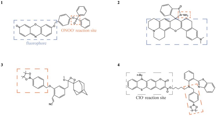 Fluorescent probes for sensing peroxynitrite: biological applications.