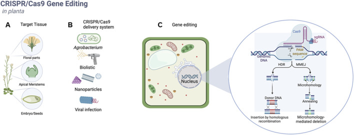 Crop genome editing through tissue-culture-independent transformation methods.