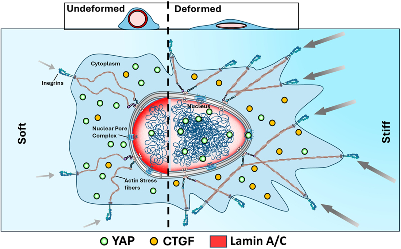 Sensing the squeeze: nuclear mechanotransduction in health and disease.