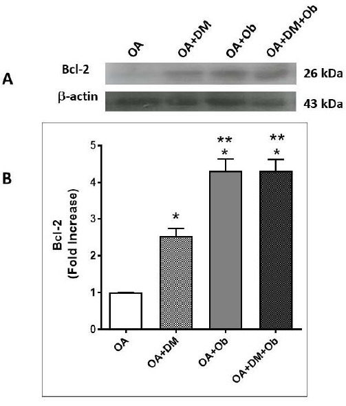 CYR61 as a Potential Apoptosis Biomarker in Osteoarthritis with Comorbidities.