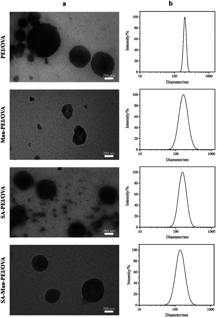 Mannose/stearyl chloride doubly functionalized polyethylenimine as a nucleic acid vaccine carrier to promote macrophage uptake.