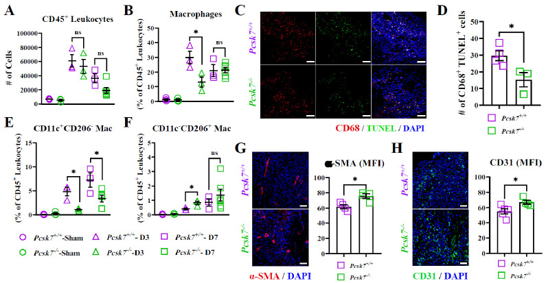 Targeting proprotein convertase subtilisin/kexin type 7 in macrophages as a therapeutic strategy to mitigate myocardial infarction-induced inflammation.
