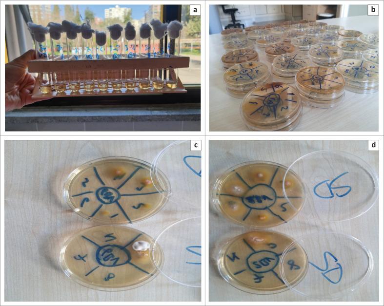 A potential antifungal bioproduct for Microsporum canis: Bee venom.