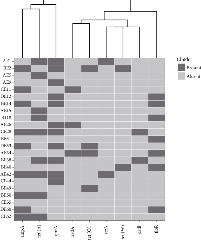Molecular Detection of Shiga Toxin-Producing <i>Escherichia coli</i> O177 Isolates, Their Antibiotic Resistance, and Virulence Profiles From Broiler Chickens.