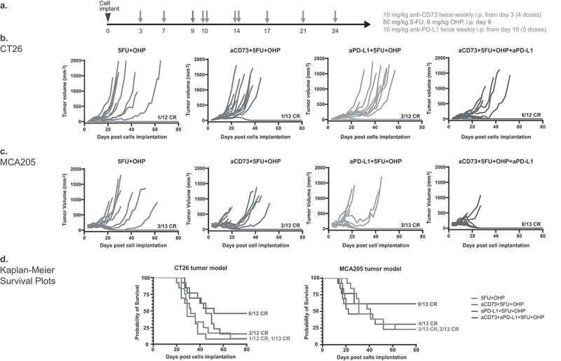 Efficacy and pharmacodynamic effect of anti-CD73 and anti-PD-L1 monoclonal antibodies in combination with cytotoxic therapy: observations from mouse tumor models.