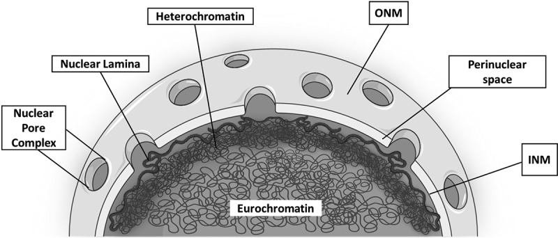 Sensing the squeeze: nuclear mechanotransduction in health and disease.