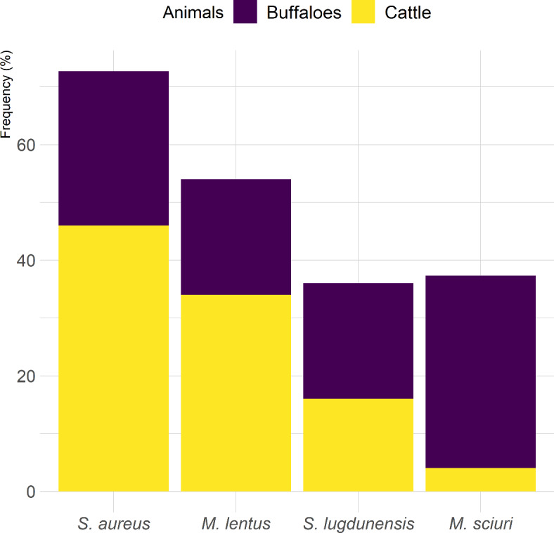Vancomycin-resistant Staphylococcus aureus endangers Egyptian dairy herds.