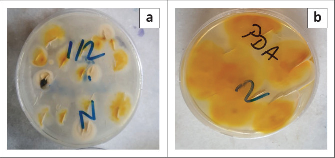 A potential antifungal bioproduct for Microsporum canis: Bee venom.