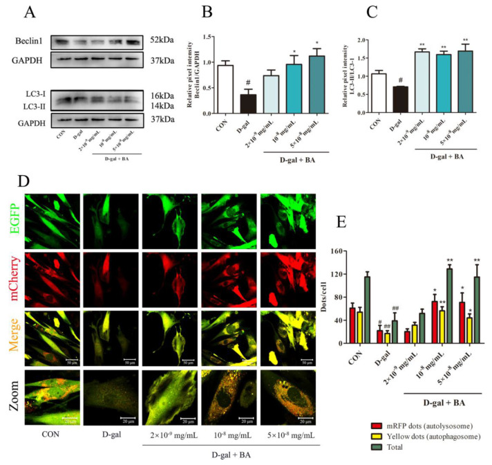 Bitter acids from Humulus lupulus L. alleviate D-galactose induced osteoblastic senescence and bone loss via regulating AKT/mTOR-mediated autophagy.