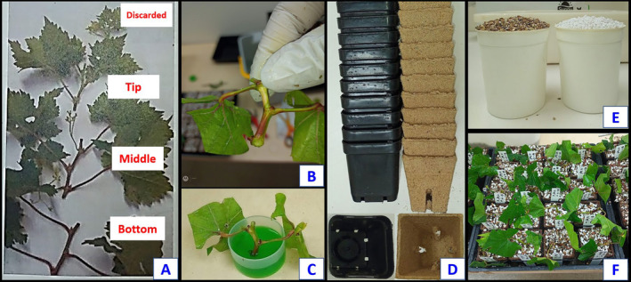 Propagation, Establishment, and Early Fruit Production of Table Grape Microvines in an LED-Lit Hydroponics System: A Demonstration Case Study.