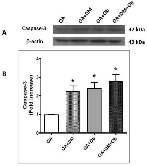 CYR61 as a Potential Apoptosis Biomarker in Osteoarthritis with Comorbidities.