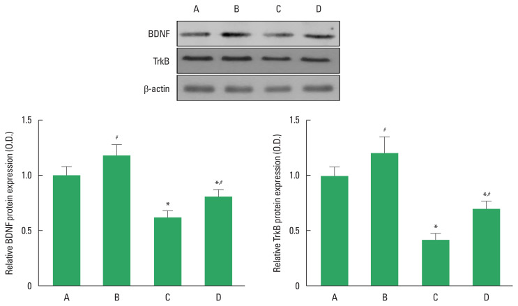 The effect of treadmill exercise on memory function and gut microbiota composition in old rats.
