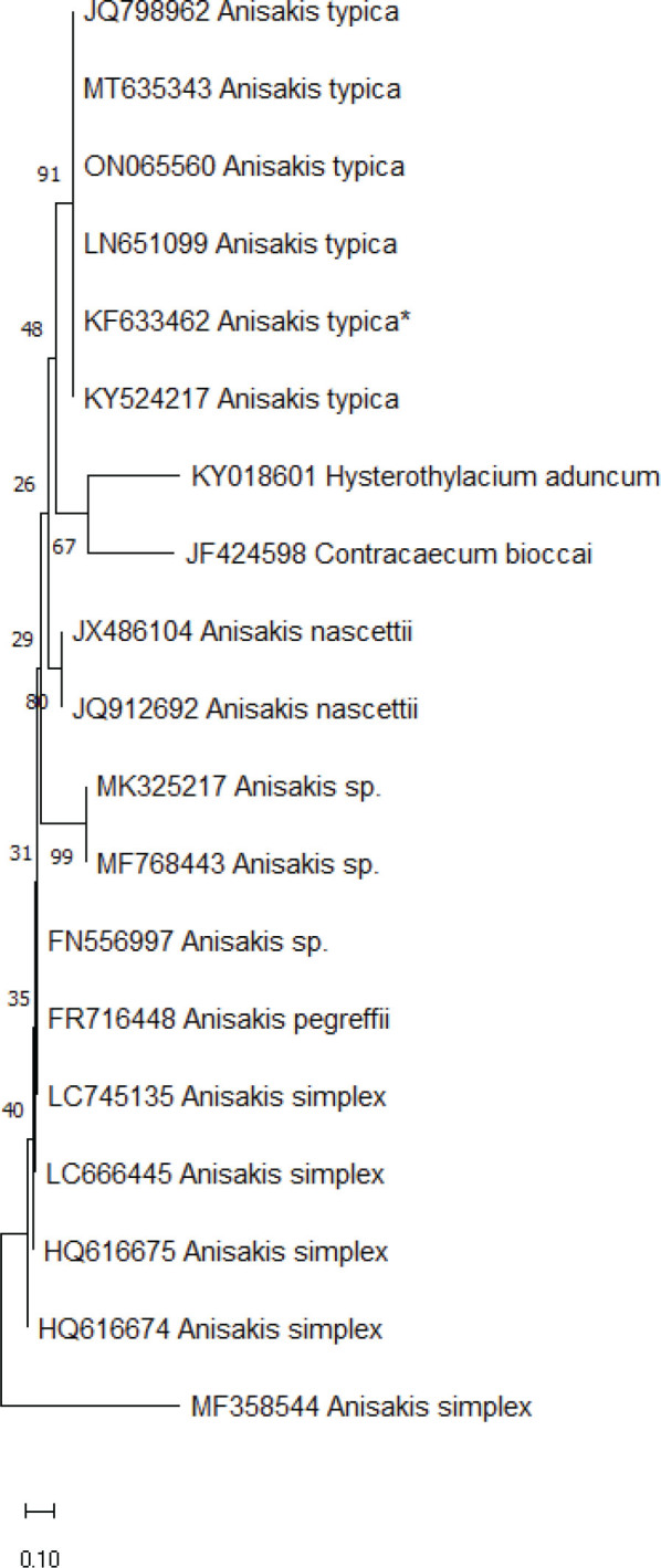 A contribution on first report of morphogenetic characterization of <i>Anisakis typica</i> parasitizing Indian sand whiting, <i>Sillago sihama</i> from Central west coast of India.