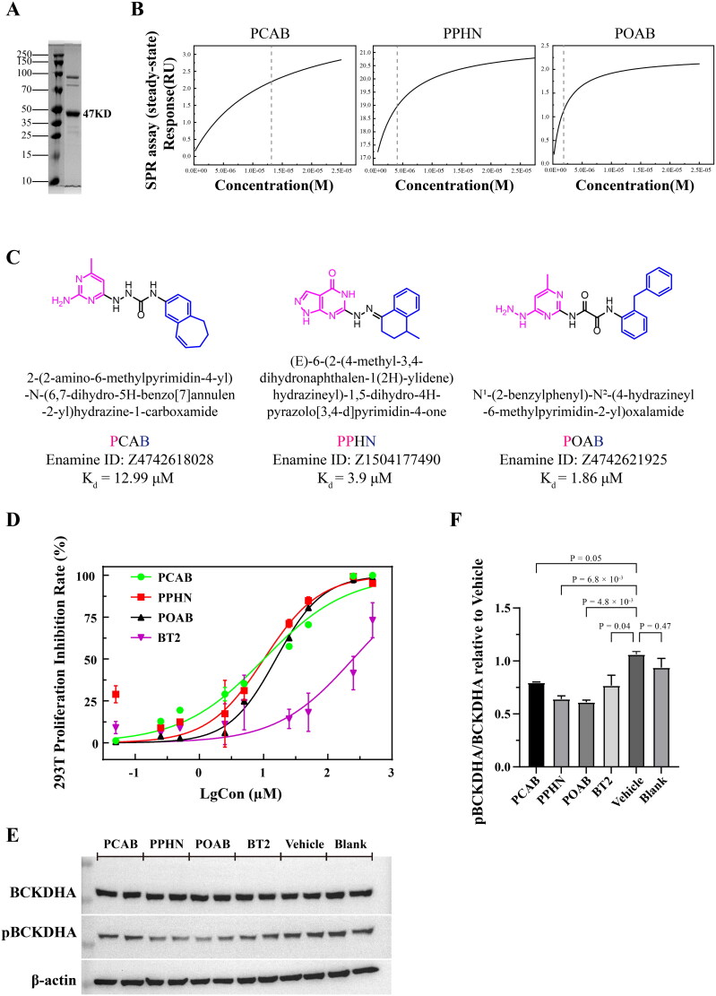 Identification of putative allosteric inhibitors of BCKDK via virtual screening and biological evaluation.