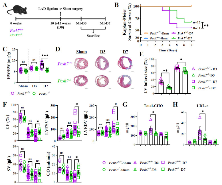 Targeting proprotein convertase subtilisin/kexin type 7 in macrophages as a therapeutic strategy to mitigate myocardial infarction-induced inflammation.