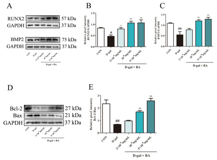Bitter acids from Humulus lupulus L. alleviate D-galactose induced osteoblastic senescence and bone loss via regulating AKT/mTOR-mediated autophagy.