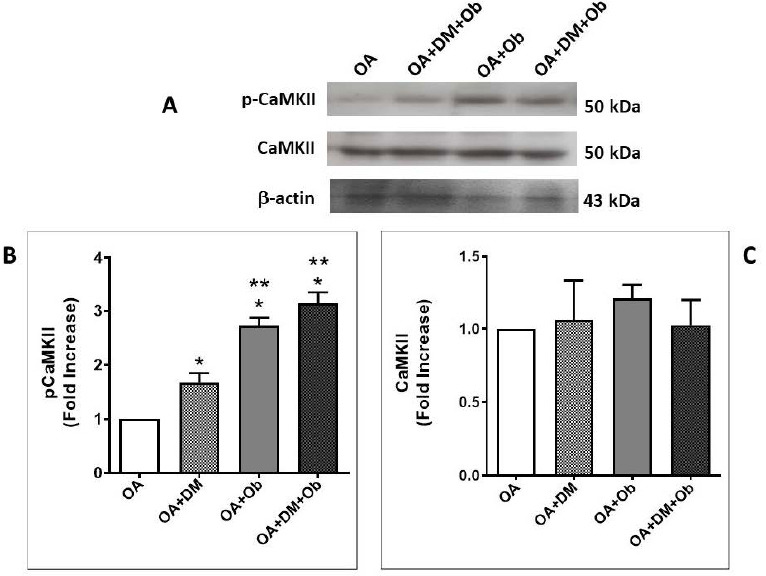 CYR61 as a Potential Apoptosis Biomarker in Osteoarthritis with Comorbidities.
