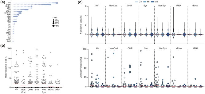 The interplay between mitochondrial DNA genotypes, female infertility, ovarian response, and mutagenesis in oocytes.