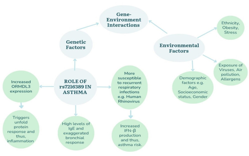 Genetic and Pathological Insights into the rs7216389 Polymorphism in Gasdermin B and Its Association with Childhood Asthma.