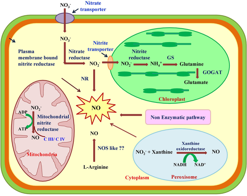 Nitric oxide in plants: an insight on redox activity and responses toward abiotic stress signaling.