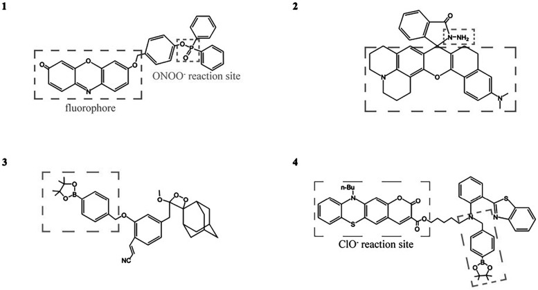 Fluorescent probes for sensing peroxynitrite: biological applications.