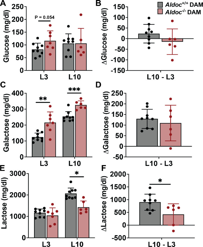 Physiological consequences of Aldolase C deficiency during lactation.