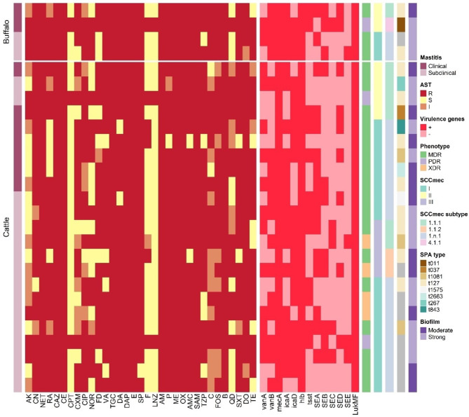 Vancomycin-resistant Staphylococcus aureus endangers Egyptian dairy herds.