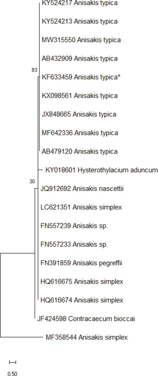 A contribution on first report of morphogenetic characterization of <i>Anisakis typica</i> parasitizing Indian sand whiting, <i>Sillago sihama</i> from Central west coast of India.