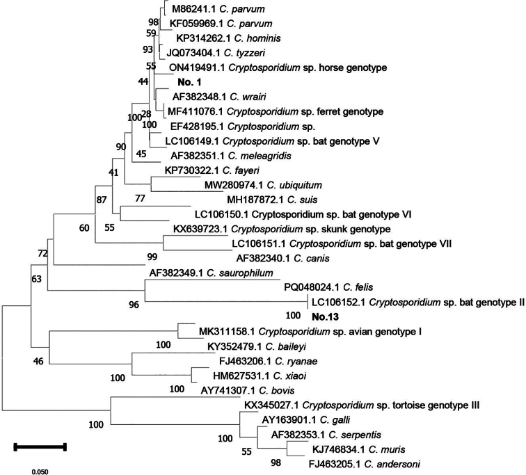 Molecular characterization and zoonotic risk assessment of Cryptosporidium spp. in Philippine bats