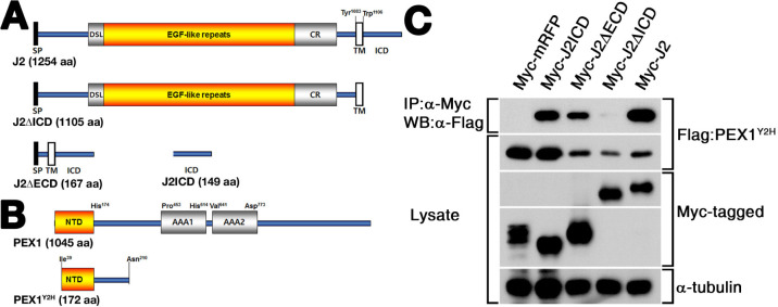 Zebrafish PEX1 Is Required for the Generation of GABAergic Neuron in p3 Domain.
