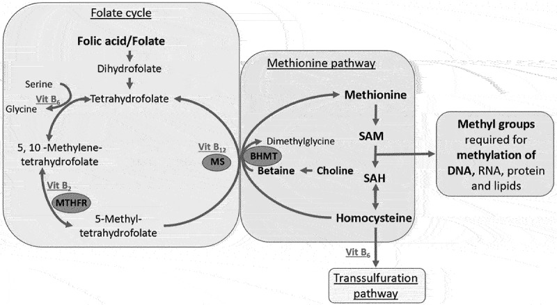 The one-carbon metabolism as an underlying pathway for placental DNA methylation - a systematic review.
