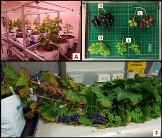 Propagation, Establishment, and Early Fruit Production of Table Grape Microvines in an LED-Lit Hydroponics System: A Demonstration Case Study.