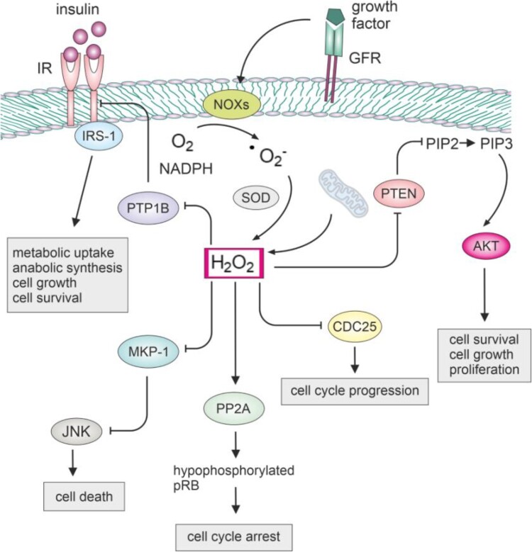 Navigating the redox landscape: reactive oxygen species in regulation of cell cycle.