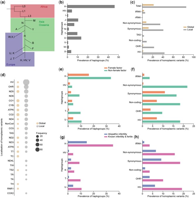 The interplay between mitochondrial DNA genotypes, female infertility, ovarian response, and mutagenesis in oocytes.